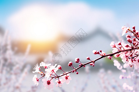樱花盛开唯美樱花背景设计图片
