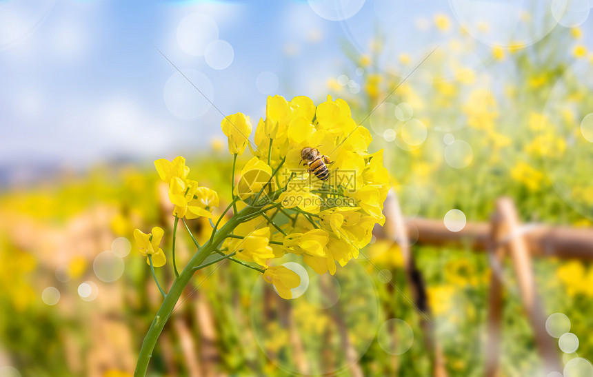 清新油菜花春天背景图片