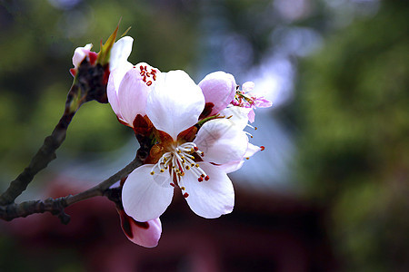 春季桃花背景图片