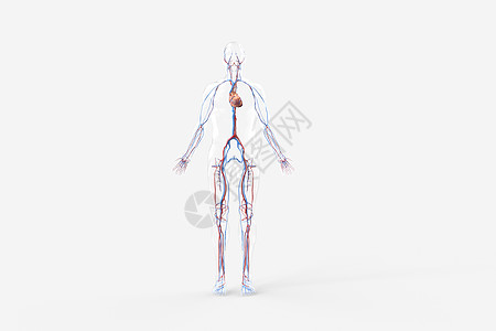血液运输三维心血管系统设计图片