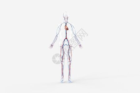 三维心血管系统图片