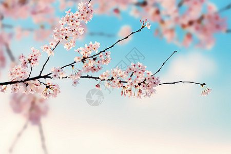 蓝天唯美樱花图片