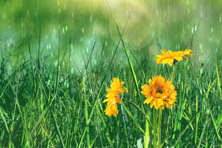 小花小草谷雨gif动图高清图片