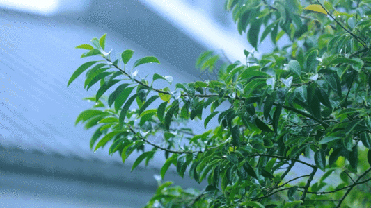 下雨天撑伞暴雨雨中的树叶植物GIF高清图片