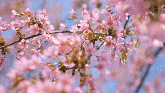 实拍唯美阳光下盛开的樱花GIF图片