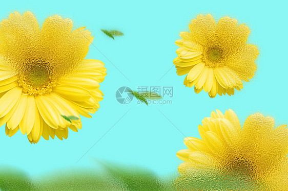 玻璃风格雏菊背景图片