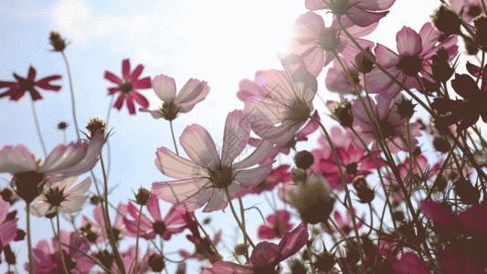 蓝天下的格桑花夏季蓝天下的花朵雏菊GIF高清图片