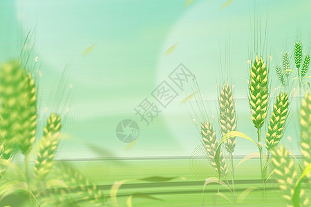 清新小麦节气背景图片