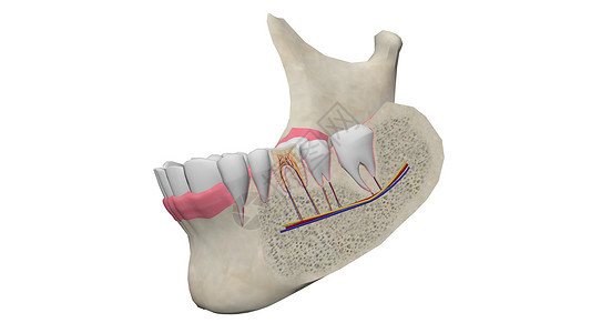 牙齿横截面图片