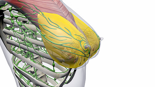 乳房解剖图片