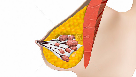 乳房横断面图片