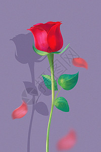 玫瑰花植物父亲节送花花朵礼物插画背景图片