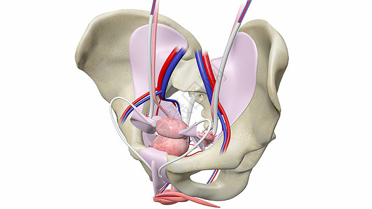 女性骨盆解剖图片