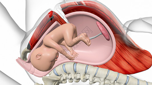 剖腹产建模骶骨高清图片