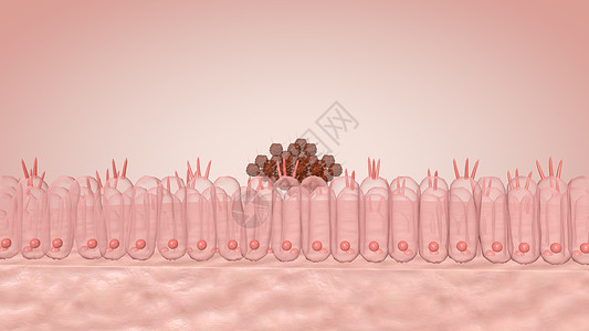 上皮细胞淋病感染设计图片