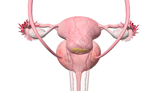 淋病：女性骨盆解剖学图片
