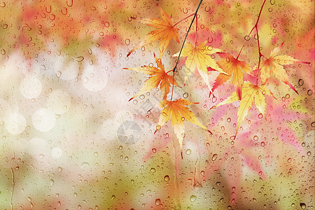 立秋大气水滴枫叶图片