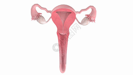 阴道菌群失调子宫-阴道冠状面设计图片