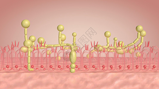 上皮细胞酵母菌感染设计图片