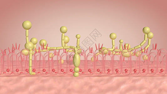 酵母菌感染图片
