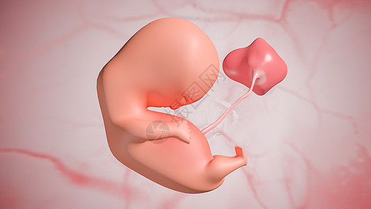 胎儿发育：第七周图片