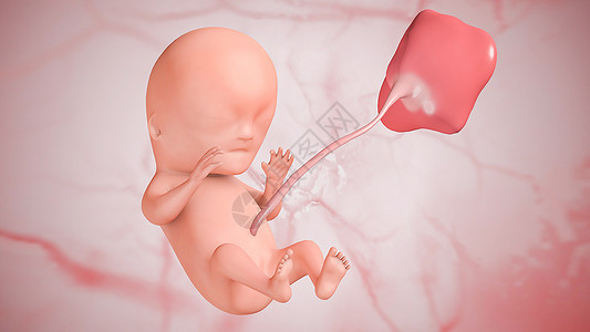 胎儿发育：第十周图片