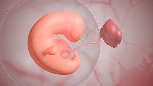 胎儿发育第五周图片
