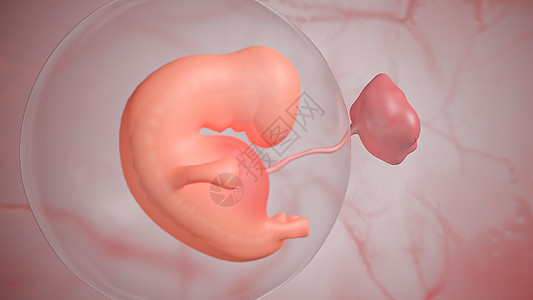 胎儿发育：第六周图片
