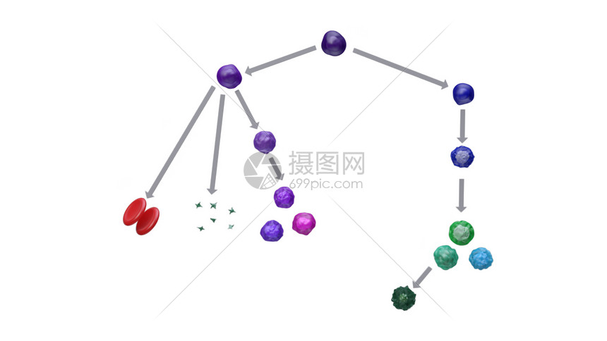 血细胞图谱图片