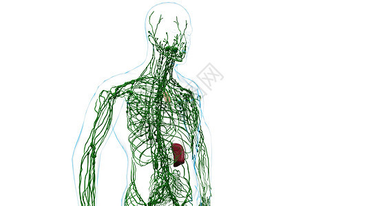 淋巴系统图片