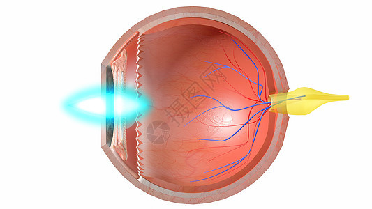 眼部光路图片