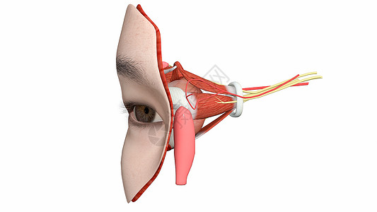 外侧肌群眼部局部解剖设计图片