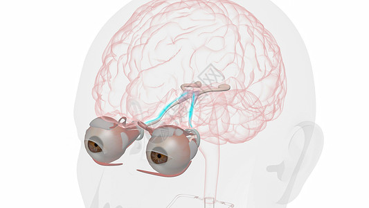 外侧肌群眼球运动的正常视觉通路设计图片