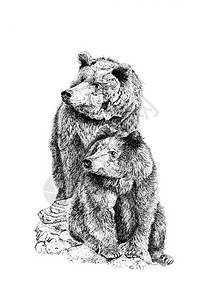 笔墨和笔墨画了两只熊坐在白色背景上图片