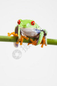青蛙小动物皮肤光滑腿图片
