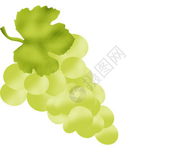 白色背景上的绿叶白葡萄图片