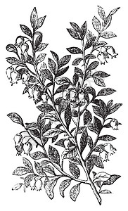 越橘越橘或越橘雕刻越橘植物的旧复古插图Vacciniummyrtillus被选图片