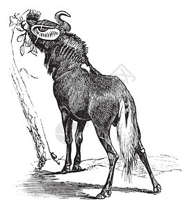 蓝色牛羚或Connochaetestaurinus或普通牛羚或斑纹牛羚背景图片