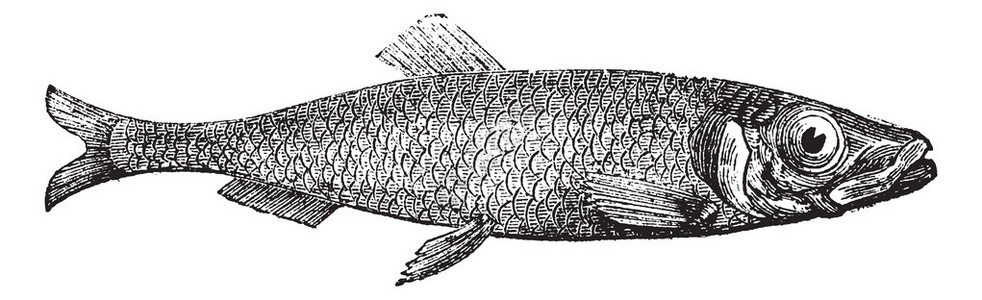 欧洲的大西洋牧草Clupeaharengus古代雕刻用旧的刻画来说明咸图片