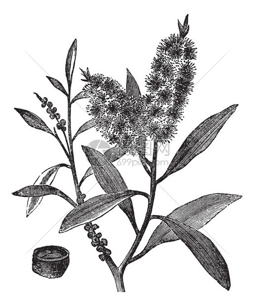 茶叶树油有白木Melaleuca图片