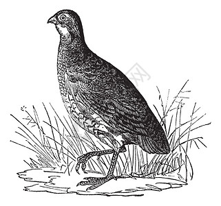 Bobwhite鹌鹑或北或弗吉尼亚鹌鹑或Colinusvirginianus图片