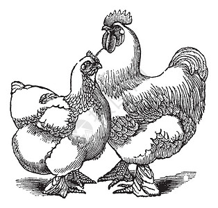 鸡 场cochin或cochin的母鸡和公鸡chicken插画