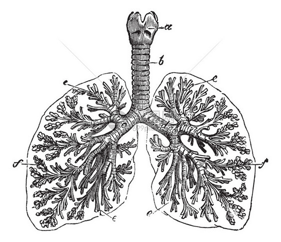 人的肺图片