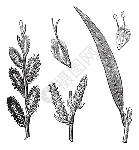 Osier或SalixViminalis或Osier或Bassket柳树古典雕刻用男女鲜花隔绝的旧印刷的O图片