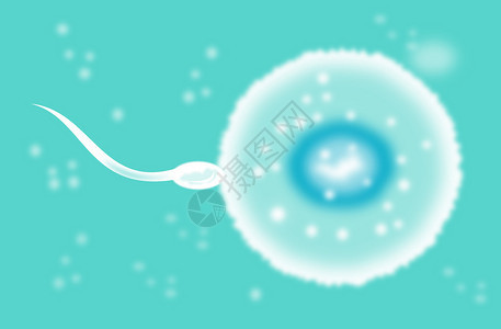 精子细胞使女卵子受精的插图图片