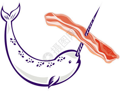 独角鲸Monodonmonoceros独角鲸用獠牙串培根的插图图片