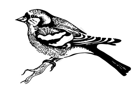 燕雀鸟手绘插图图片