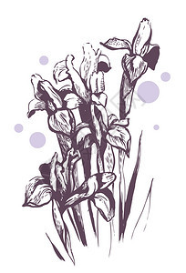 Iris花朵图片
