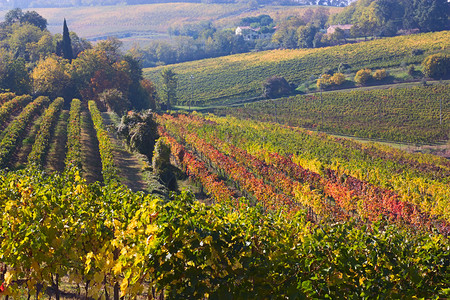 意大利山丘上生产酒的藤背景图片
