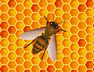蜜蜂与窝的矢量图解背景图片